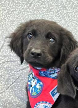 Toffee -  Labrador Retriever Dog for Adoption in Sedalia, Colorado - Toffee | PetCurious