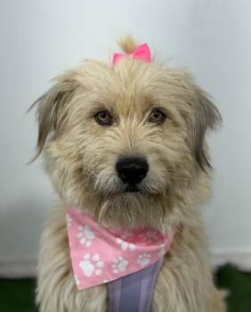 BooBoo-One of our Amazing Rescue Dogs -  Wheaten Terrier and Border Terrier Dog for Adoption in Carlsbad, California - BooBoo-One Of Our Amazing Rescue Dogs | PetCurious