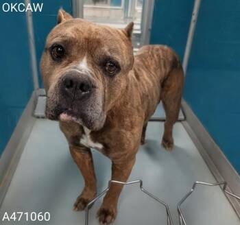 Pit Bull Terrier Dogs Available for Adoption - A471060 | PetCurious