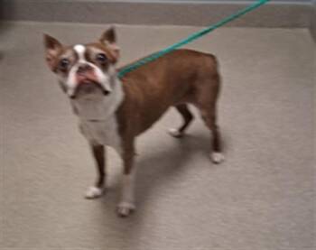 GINGER -  Pug Dog for Adoption in Las Vegas, Nevada - GINGER | PetCurious