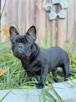 Amy -  French Bulldog Dog for Adoption in North Freedom, Wisconsin - Amy | PetCurious