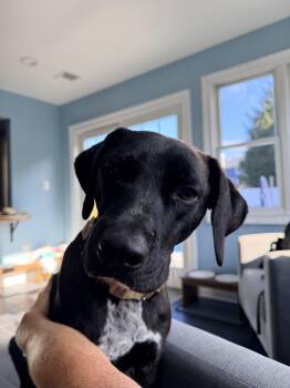 Susie (Siobhan) -  Mixed Breed Dog for Adoption in Marlboro Township, New Jersey - Susie (Siobhan) | PetCurious