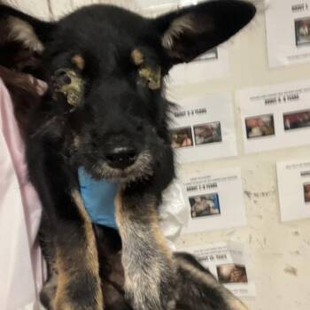 Shotzo -  Terrier Dog for Adoption in Edinburg, Texas - Shotzo | PetCurious