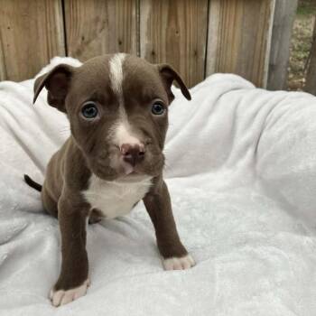 Mixed Breed Dogs Available for Adoption - Puppy1 | PetCurious