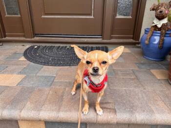 Chihuahua Dogs Available for Adoption in Santa Clara, California - Tiny | PetCurious