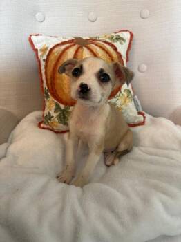 Dessert Litter - Tres Leches -  Chihuahua Dog for Adoption in Aurora, Colorado - Dessert Litter - Tres Leches | PetCurious