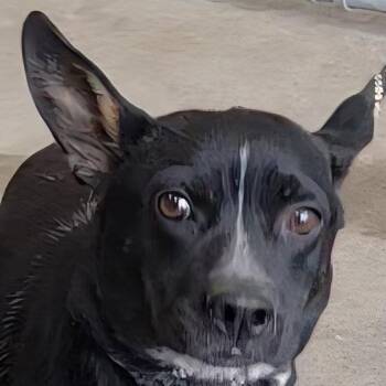 108928 -  Mixed Breed Dog for Adoption in Las Cruces, New Mexico - 108928 | PetCurious