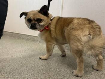 Pug and Pomeranian Dogs Available for Adoption in Loveland, Colorado - PEPPER JOE | PetCurious
