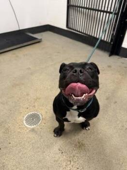 Pit Bull Terrier Dogs Available for Adoption in Cleveland, Ohio - Claire | PetCurious