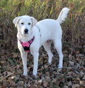 Rescue Mixed Breed and Great Pyrenees Dogs for Adoption in Savage, Minnesota - Luna Janelle - Foster To Adopt | PetCurious