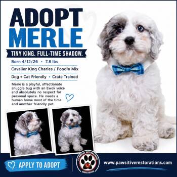 MERLE -  Cavalier King Charles Spaniel and Miniature Poodle Dog for Adoption in Foxfield, Colorado - MERLE | PetCurious