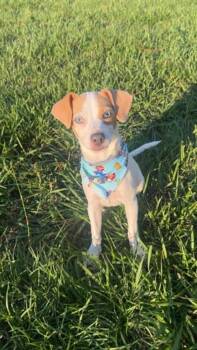 Bucky -  Dachshund Dog for Adoption in Lucedale, Mississippi - Bucky | PetCurious