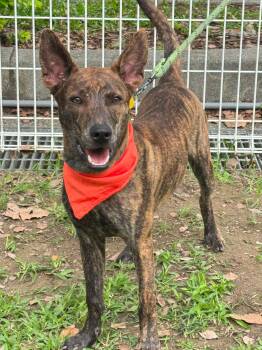 Koda -  Labrador Retriever and Mountain Cur Dog for Adoption in San Mateo, California - Koda | PetCurious