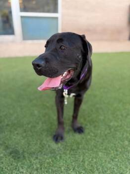 OSO -  Mixed Breed Dog for Adoption in Dallas, Texas - OSO | PetCurious