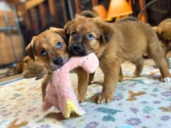 Belgian Shepherd Malinois and German Shepherd Dog Dogs Available for Adoption in San Antonio, Texas - Baxter | PetCurious