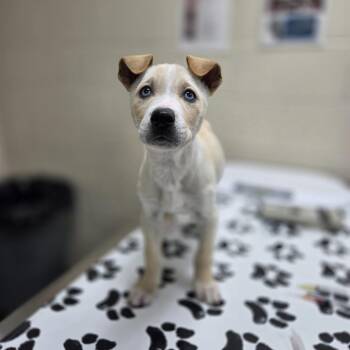 Retriever and Great Pyrenees Dogs Available for Adoption in Incline Village, Nevada - Artemis II | PetCurious