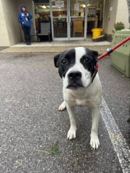 Rescue Mixed Breed Dogs for Adoption in Cincinnati, Ohio - Mary Bee Cuddy | PetCurious