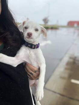 Rescue Terrier Dogs for Adoption in Lafayette, California - Sparkle | PetCurious