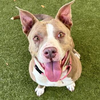 Rescue Mixed Breed Dogs for Adoption in Titusville, Florida - Charm | PetCurious