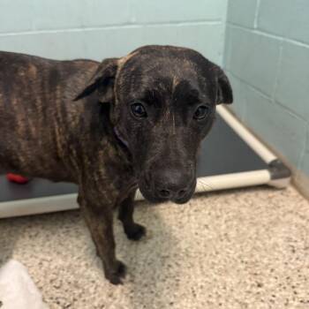 Nala 3749 -  Mixed Breed Dog for Adoption in Loxahatchee Groves, Florida - Nala 3749 | PetCurious