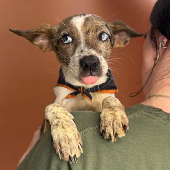 Loba -  Chihuahua and Mixed Breed Dog for Adoption in San Antonio, Texas - Loba | PetCurious