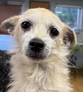 Rescue Chihuahua and Terrier Dogs for Adoption in Mount Airy, North Carolina - Butter | PetCurious