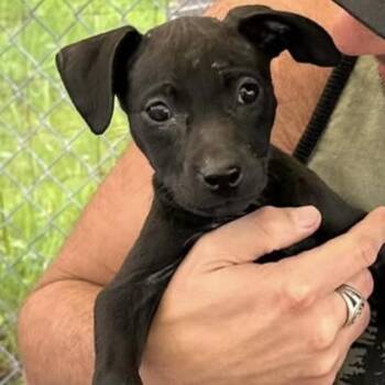 Pit Bull Terrier Dogs Available for Adoption - Nyxie | PetCurious