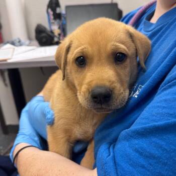 BBQ Shrimp -  Mixed Breed Dog for Adoption in Columbiana, Alabama - BBQ Shrimp | PetCurious