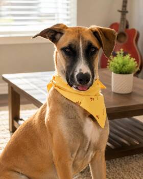 Kendall -  Shepherd and Mixed Breed Dog for Adoption in Houston, Texas - Kendall | PetCurious