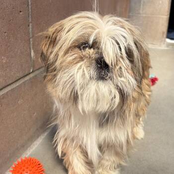 Mitzie -  Lhasa Apso Dog for Adoption in Goleta, California - Mitzie | PetCurious