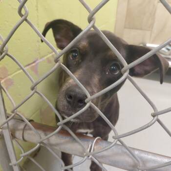 Pit Bull Terrier Dogs Available for Adoption in Springfield, Illinois - Cleo | PetCurious