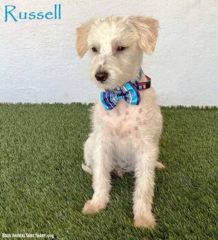 Russell -  Jack Russell Terrier and Yorkshire Terrier Dog for Adoption in San Diego, California - Russell | PetCurious