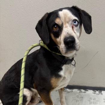 Beagle Dogs Available for Adoption - Remy | PetCurious