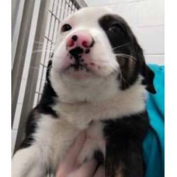 Barb -  Mixed Breed Dog for Adoption in Wilmington, Delaware - Barb | PetCurious