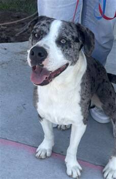 Mixed Breed Dogs Available for Adoption - MARS | PetCurious