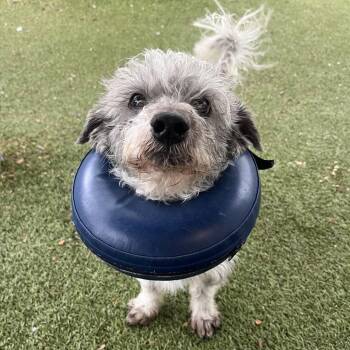 Poodle and Mixed Breed Dogs Available for Adoption in Providence, Rhode Island - Papi | PetCurious