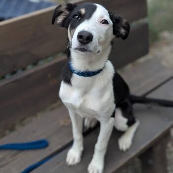 River -  Mixed Breed Dog for Adoption in West Olive, Michigan - River | PetCurious