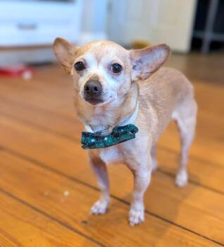 Chihuahua Dogs Available for Adoption - Dillon | PetCurious