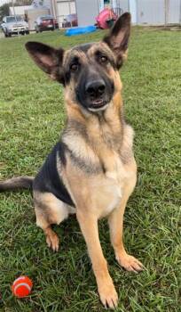 German Shepherd Dog Dogs Available for Adoption in Rosenberg, Texas - DIANNE | PetCurious