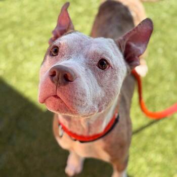 Pauly -  Mixed Breed Dog for Adoption in Philadelphia, Pennsylvania - Pauly | PetCurious
