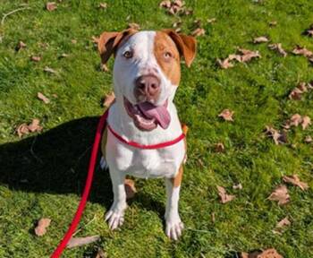 Pit Bull Terrier and Mixed Breed Dogs Available for Adoption - BIG JAKE | PetCurious