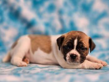 Smyrna -  Puggle Dog for Adoption in East Sparta, Ohio - Smyrna | PetCurious