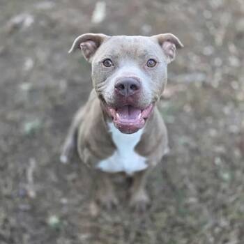 Rescue Pit Bull Terrier Dogs for Adoption in Madison, Mississippi - Ritz | PetCurious