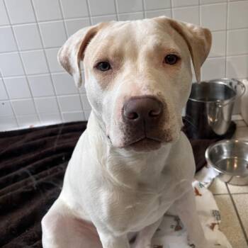 Mixed Breed Dogs Available for Adoption - Piper | PetCurious