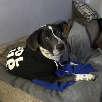 Grayson -  Pit Bull Terrier Dog for Adoption in Lynchburg, Virginia - Grayson | PetCurious