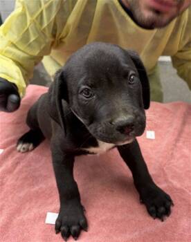 *HARRIS -  Pit Bull Terrier Dog for Adoption in Woodland, California - *HARRIS | PetCurious