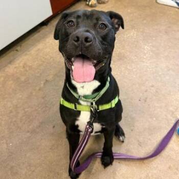 Mixed Breed Dogs Available for Adoption - ARCHER | PetCurious