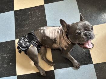 Triscuit -  French Bulldog Dog for Adoption in New Orleans, Louisiana - Triscuit | PetCurious