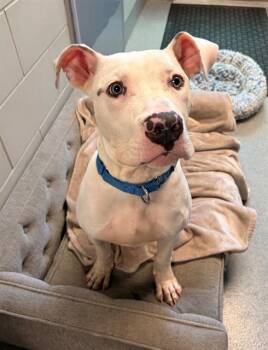 PIGLET -  Pit Bull Terrier Dog for Adoption in Leesburg, Virginia - PIGLET | PetCurious