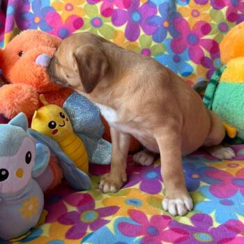 Labrador Retriever and Mixed Breed Dogs Available for Adoption in Normal, Illinois - Alyson | PetCurious
